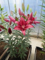 [1862 Firebolt Mak No02.JPG]